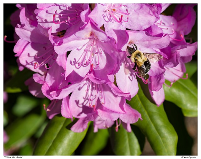 “Thirst for Nectar”