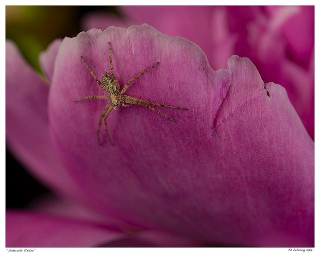 “Underside Visitor”
