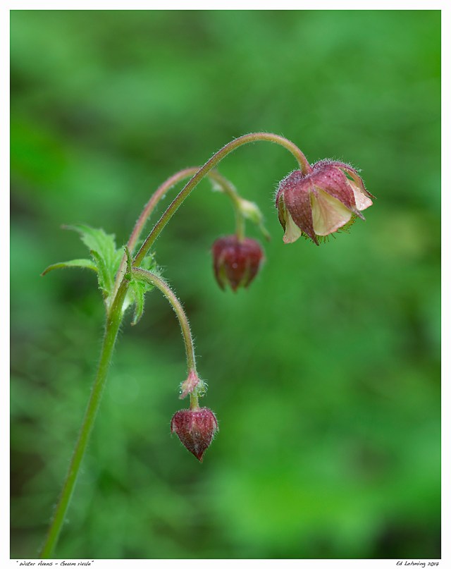 “Water Avens - geum rivale”