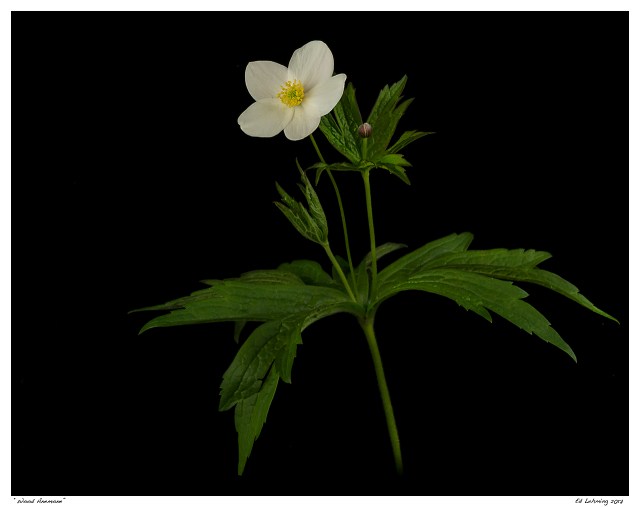 “Wood Anemone”