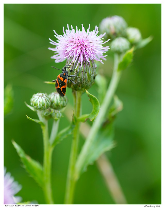“Box Elder Beetle on Canada Thistle”