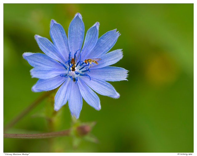 “Chicory Blossom Meetup”