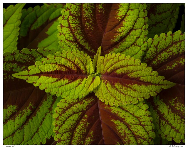 “Coleus II”