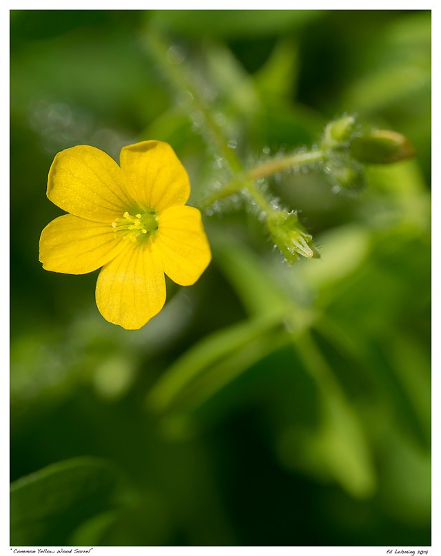 “Common Yellow Wood Sorrel”