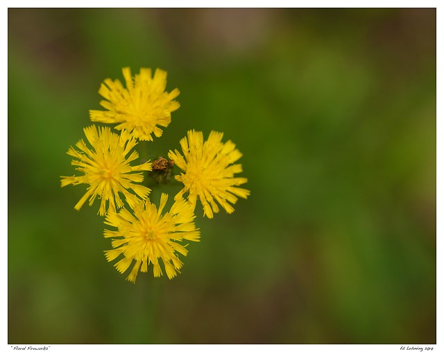“Floral Fireworks”