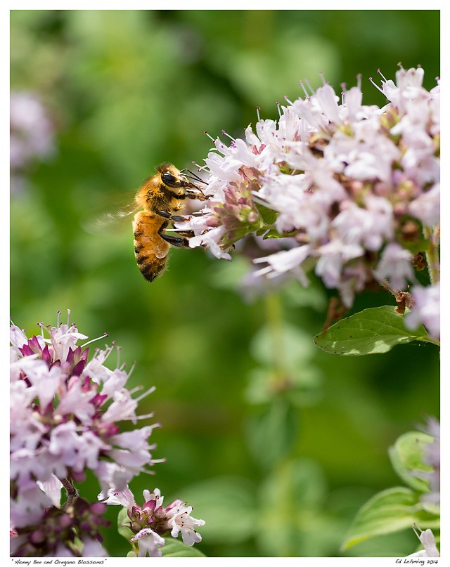 “Honey Bee and Oregano Blossoms”