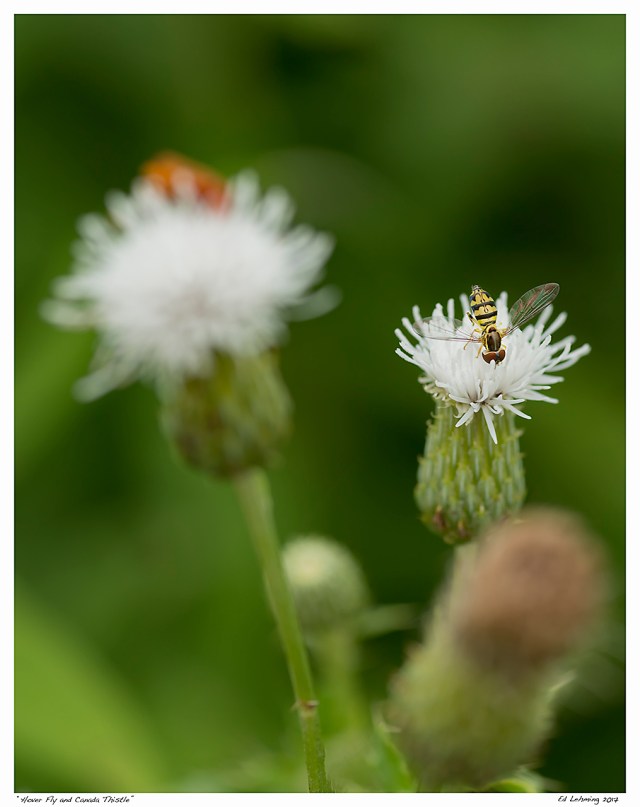 “Hover Fly and Canada Thistle”