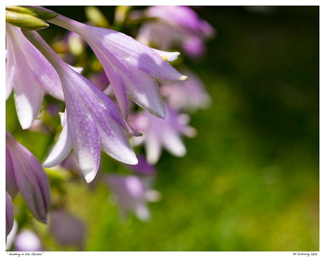 “Nodding in the Garden”