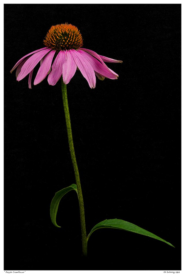 “Purple Coneflower”