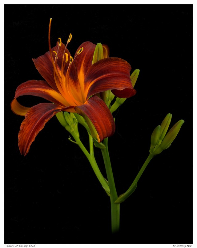 “Return of the Day Lilies”