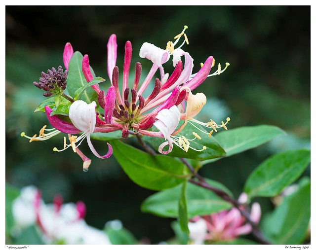 “Honeysuckle”