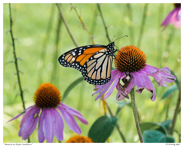 “Monarch on Purple Coneflower”