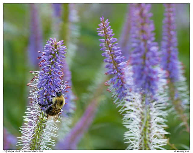 “My Purple World” - Bee on Culver’s Root