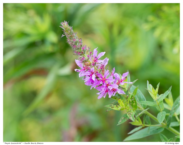 “Purple Loostrife” - Sauble Beach, Ontario