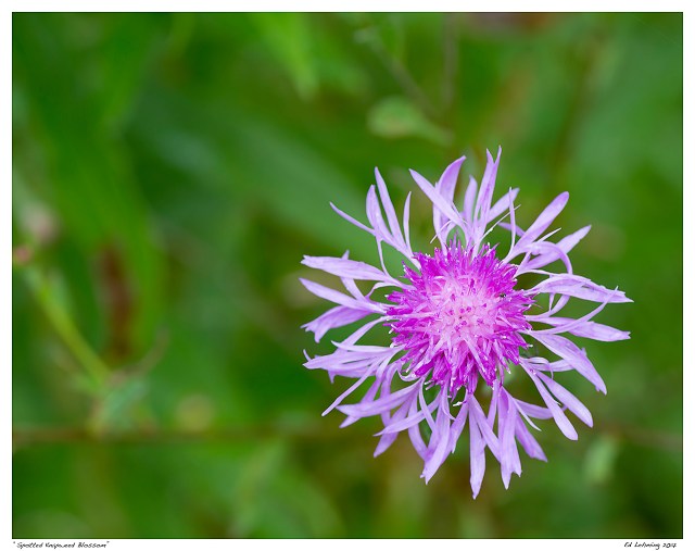 “Spotted Knapweed Blossom”