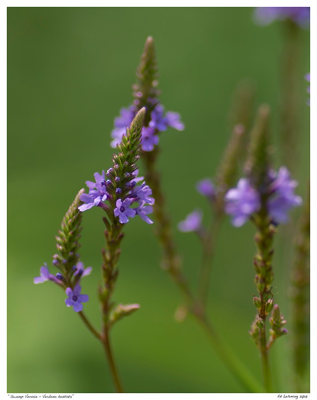 “Swamp Vervain - Verbena hastata”