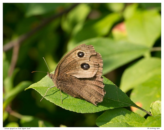 “Wood Nymph on Crab Apple Leaf”