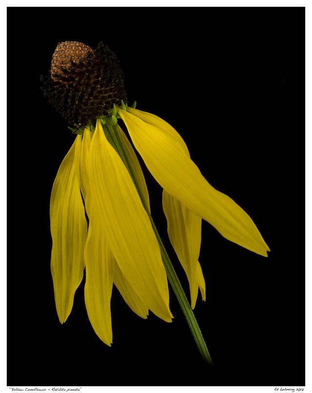 “Yellow Coneflower - Ratibita pinnata”