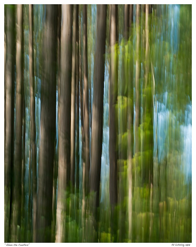 “Above the Conifers”