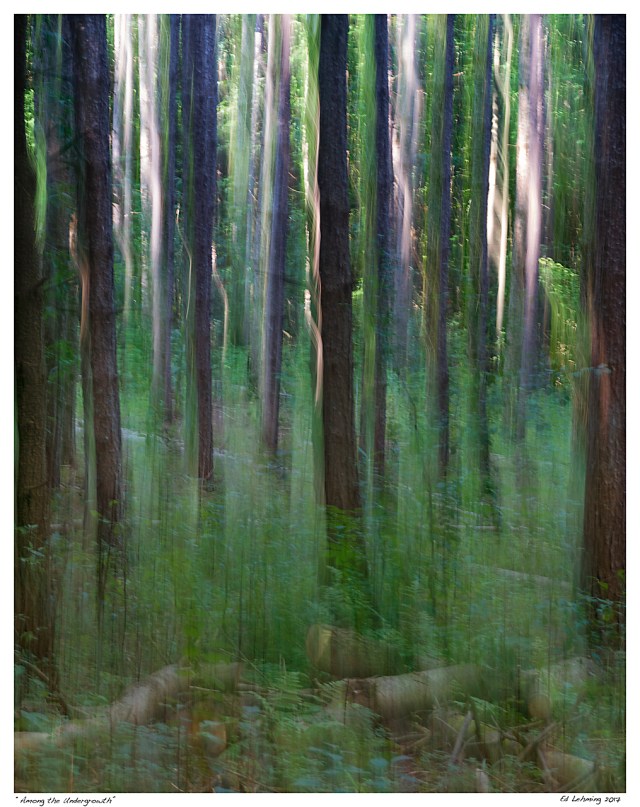 “Among the Undergrowth”