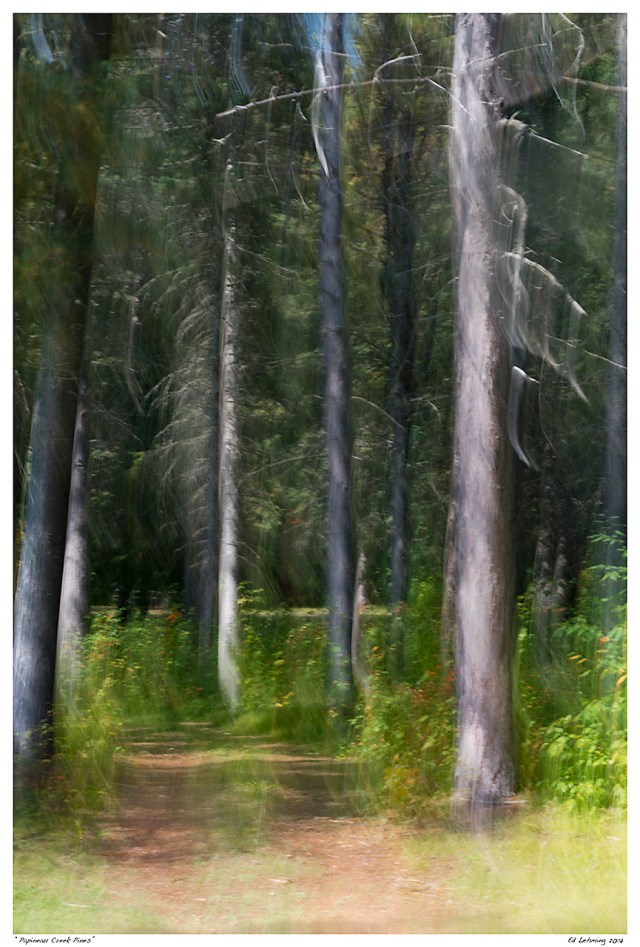 “Papineau Creek Pines”