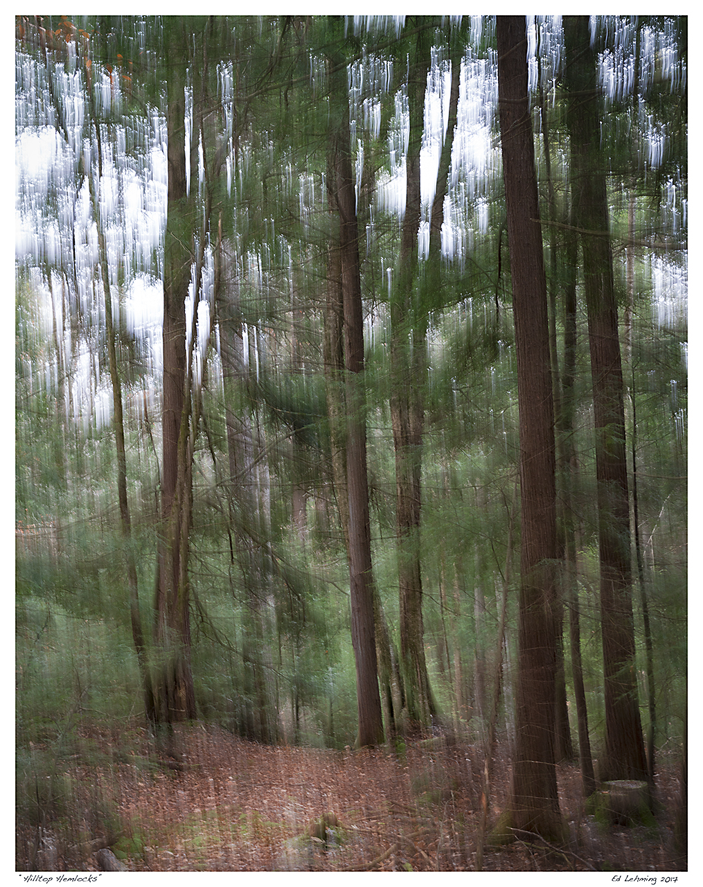 “Hilltop Hemlocks”