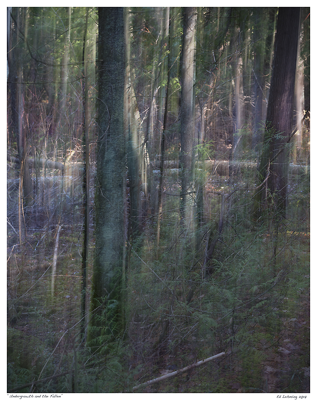 “Undergrowth and the Fallen”