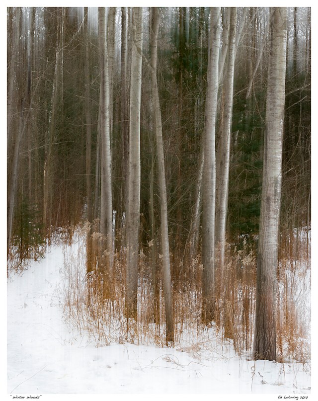 “Winter Woods”