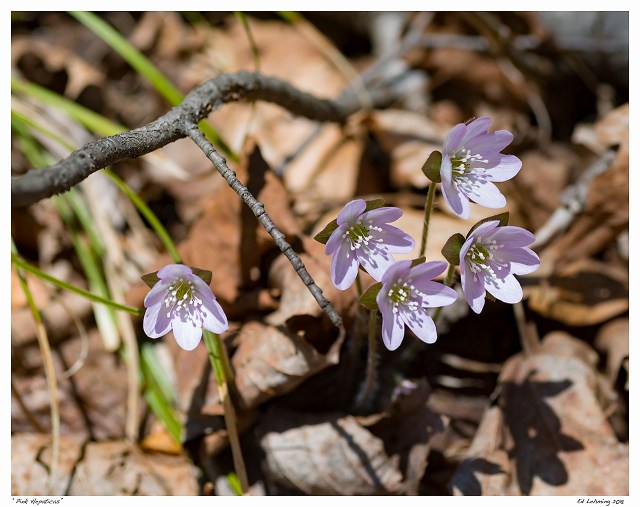 “Pink Hepaticas”
