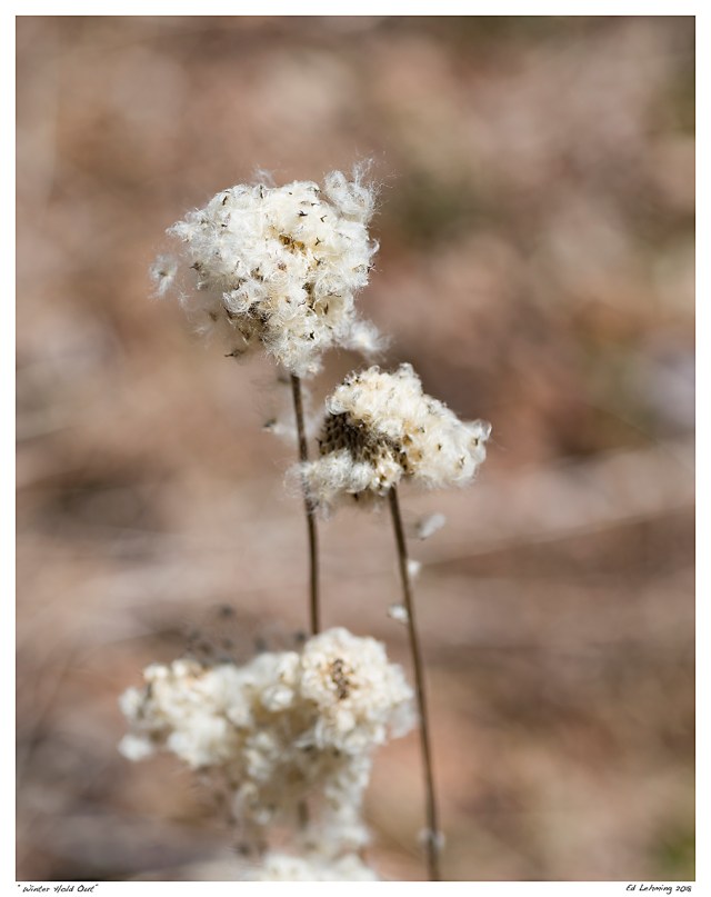 “Winter Hold Out”