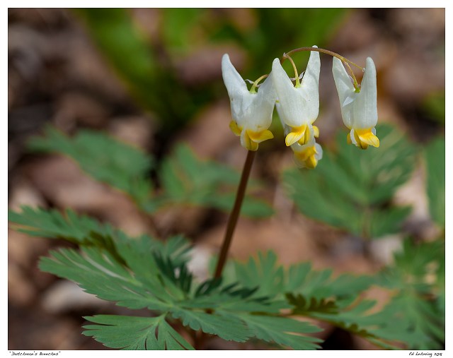 “Dutchman_s Breeches”