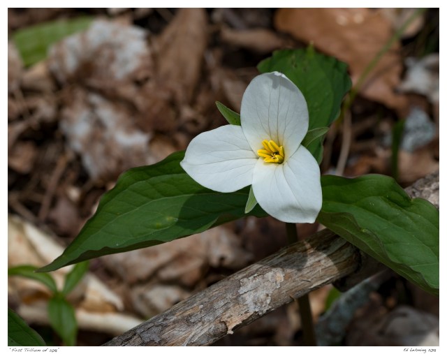 “First Trillium of 2018”