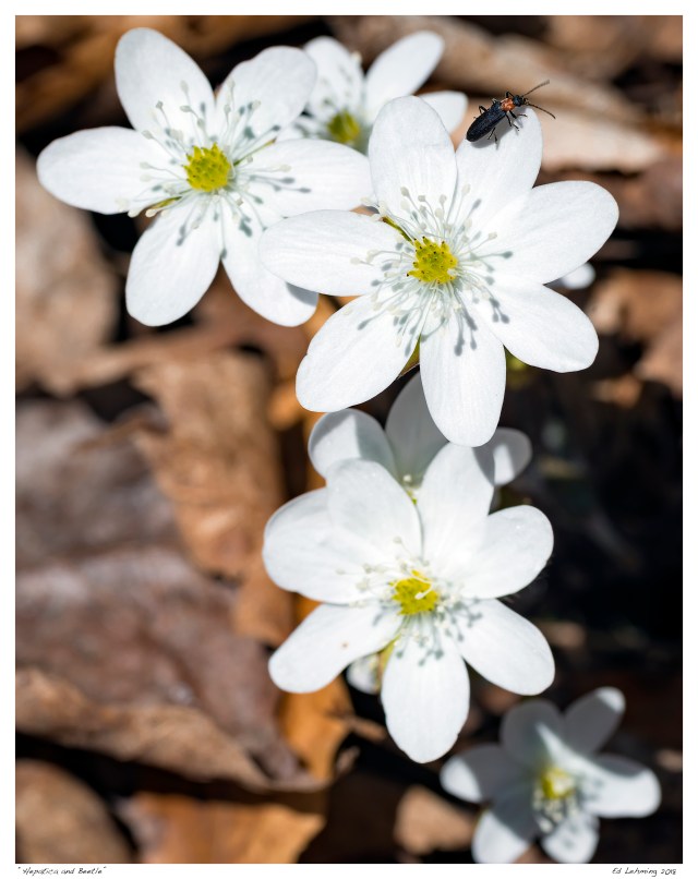 “Hepatica and Beetle”