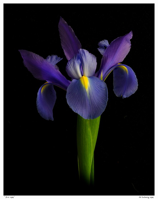 “Iris 2018”