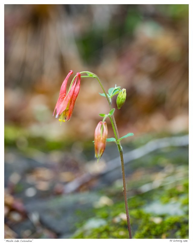 “Marble Lake Columbine”