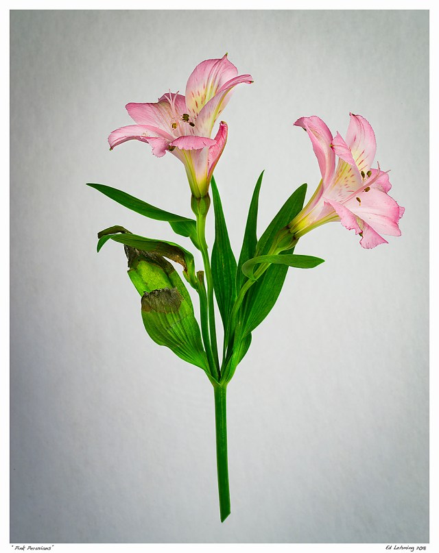 “Pink Peruvians”