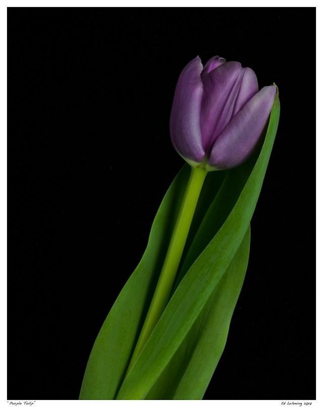 “Purple Tulip”