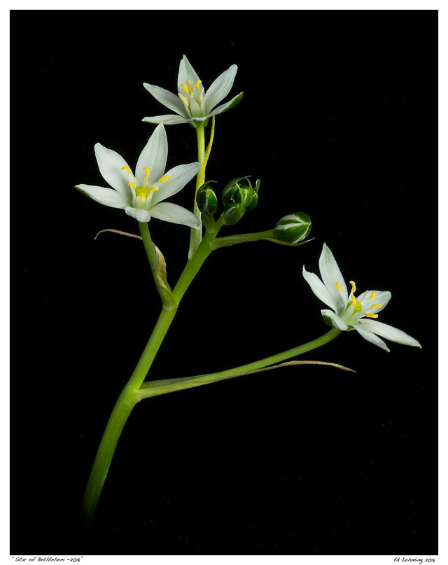 “Star of Bethlehem -2018”