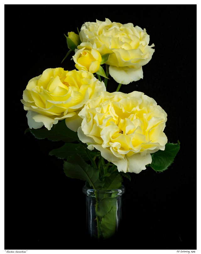 “Garden Sunshine”