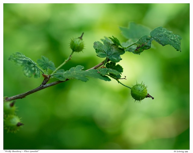 “Prickly Goosberry - Ribes cynosbati”