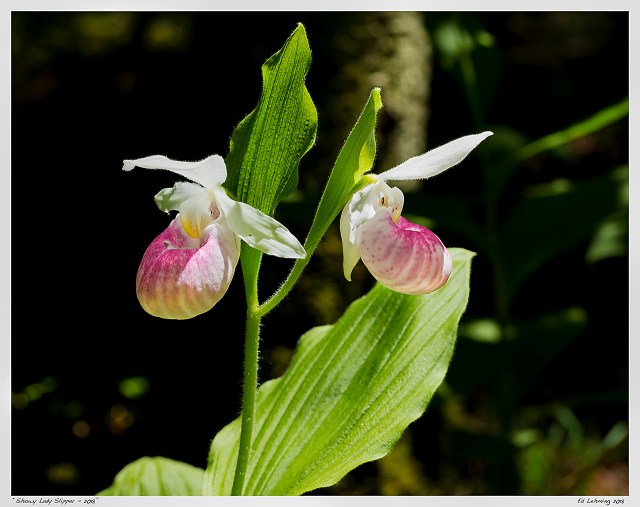 “Showy Lady Slipper - 2018”