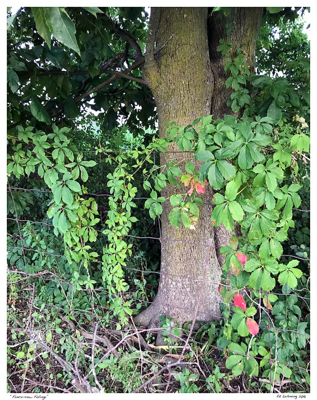 “Fence-row Foliage”.jpg