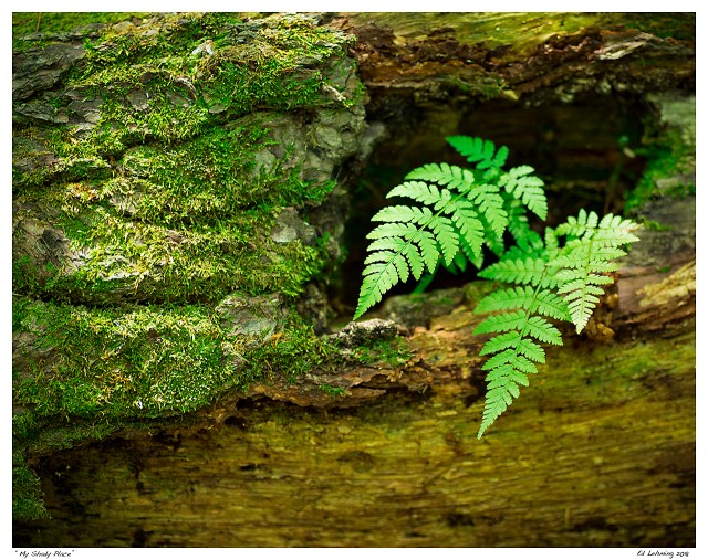 “My Shady Place”