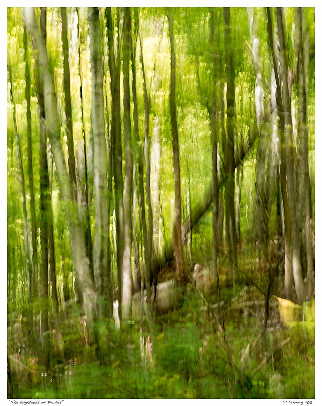 “The Brightness of Birches”