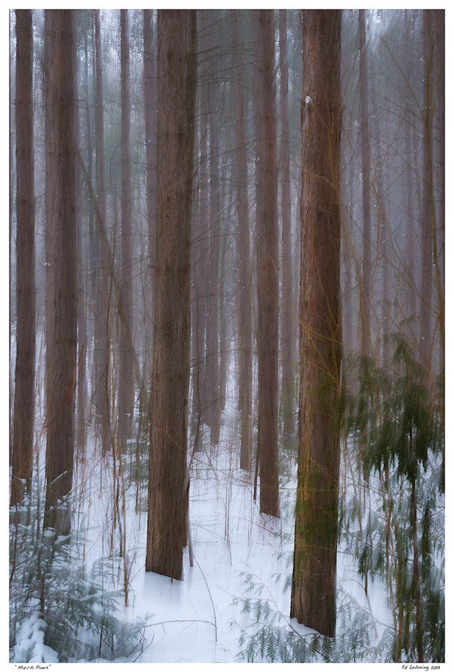 “March Pines”
