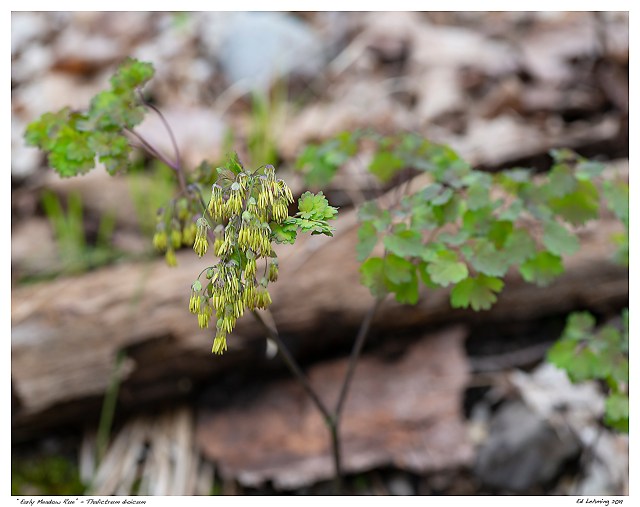 “Early Meadow Rue” - Thalictrum dioicum
