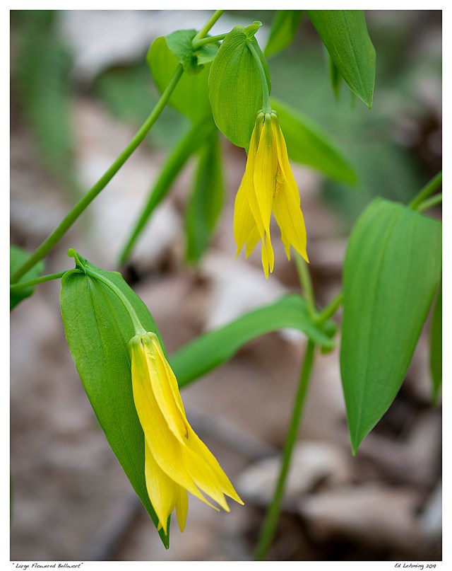 “Large Flowered Bellwort”