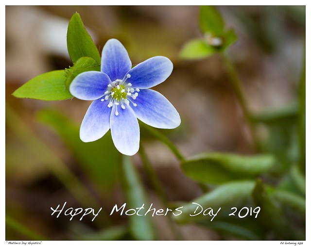 “Mothers Day Hepatica”