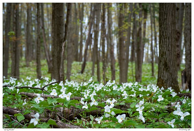 “Spring Blanket”
