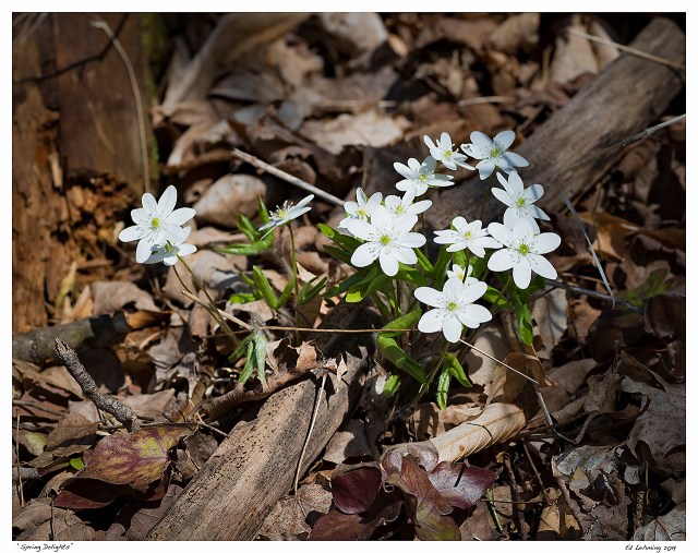 “Spring Delights”
